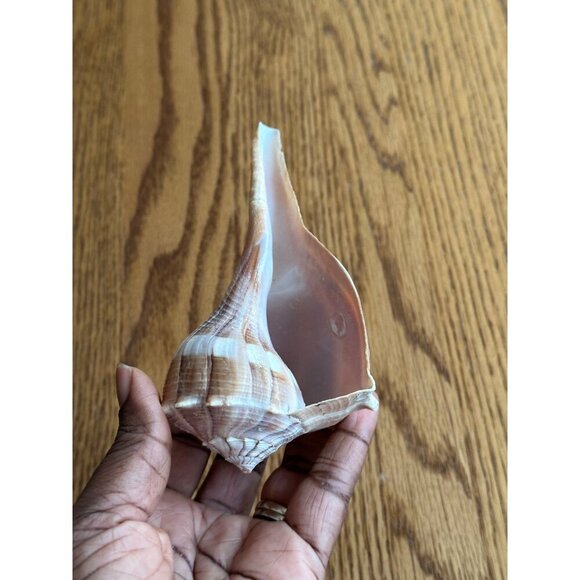 Pair Of Natural Ridged Seashells Sinistrofulgur perversum the lightning whelk - Picture 6 of 14